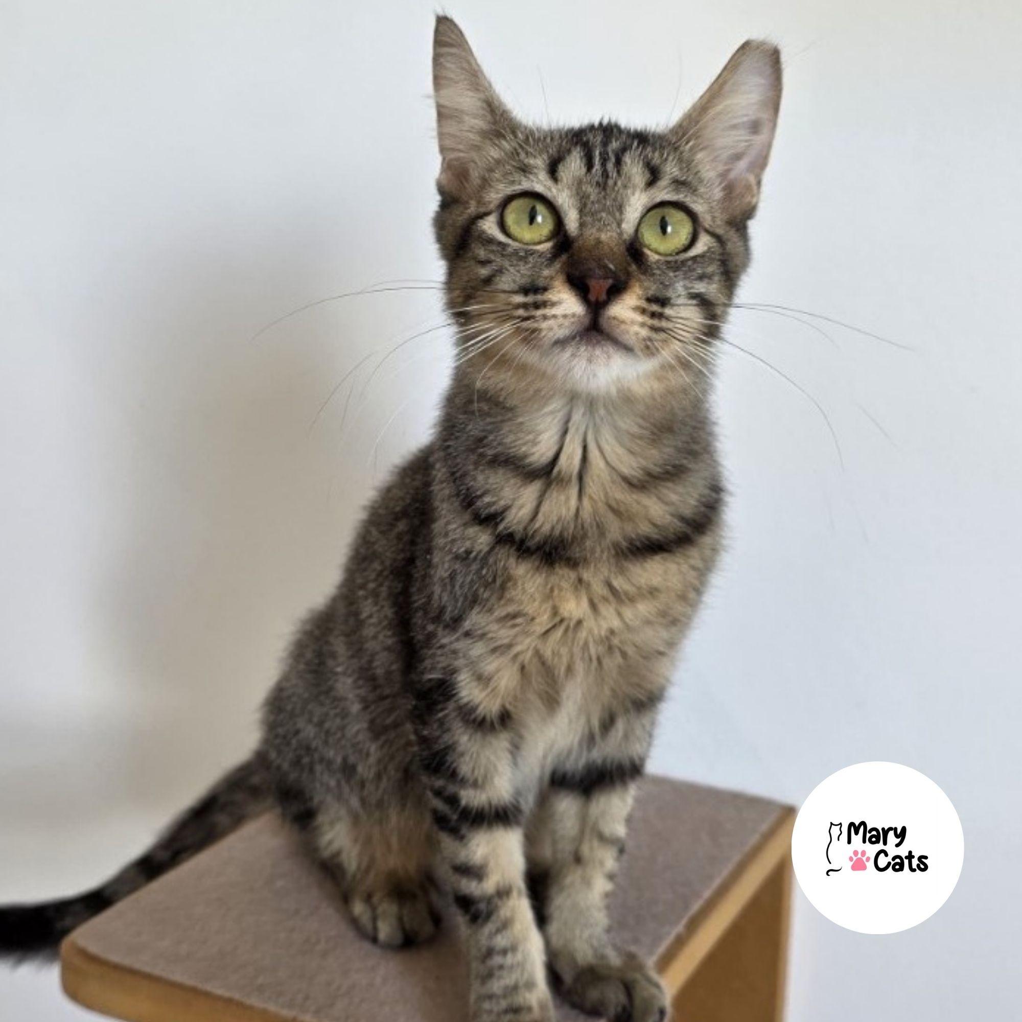 Bergamota | Mary Cats