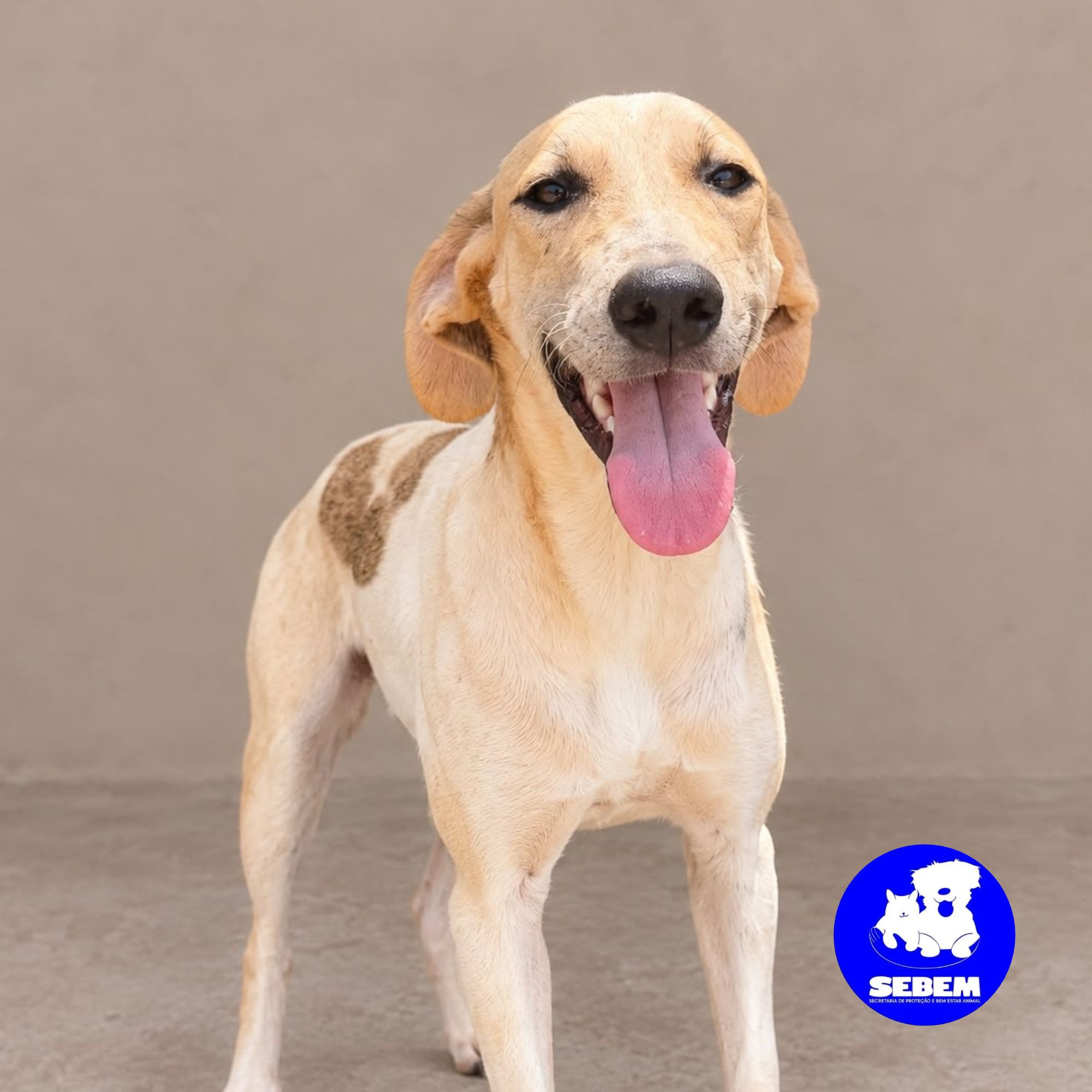 Zeca | SEBEM